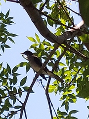 Turdus amaurochalinus