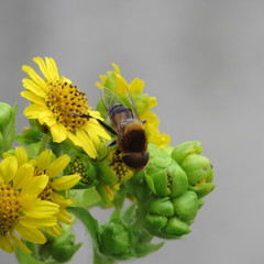 Diptera