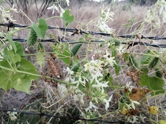 Echinopepon pubescens