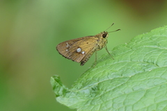 Scobura isota