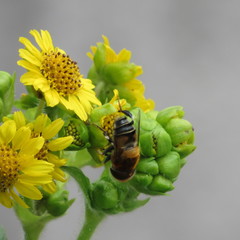 Diptera