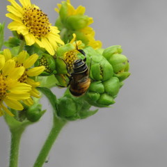Diptera