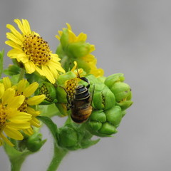 Diptera