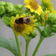 Diptera