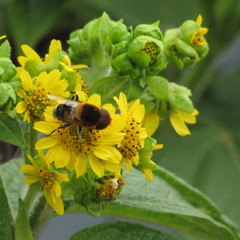 Diptera