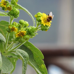 Diptera
