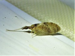 Sympherobius barberi