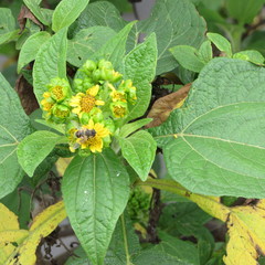 Eristalis tenax