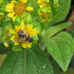 Eristalis tenax