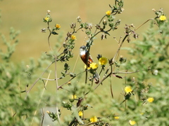Sporophila palustris