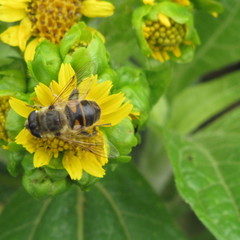 Eristalis tenax