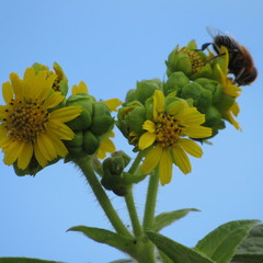 Smallanthus pyramidalis