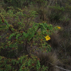 Hypericum humboldtianum