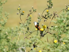 Sporophila palustris