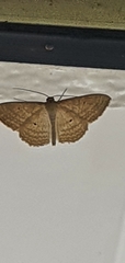 Scopula oppilata