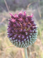 Allium phanerantherum