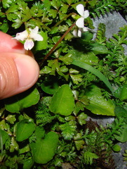 Viola cunninghamii
