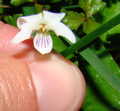 Viola cunninghamii