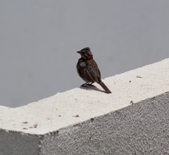 Zonotrichia capensis