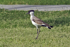 Vanellus duvaucelii
