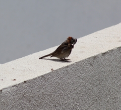 Zonotrichia capensis