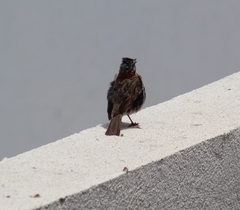 Zonotrichia capensis