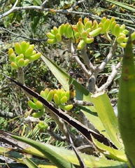 Sedum corynephyllum