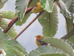 Icterus auricapillus