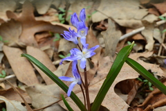 Scilla