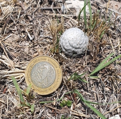 Mammillaria albiflora
