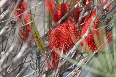 Hakea bucculenta