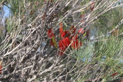 Hakea bucculenta