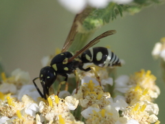 Stenodynerus anormis