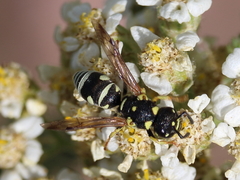 Stenodynerus anormis