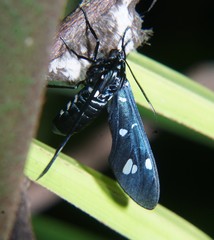Syntomeida syntomoides