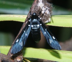 Syntomeida syntomoides