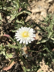 Malacothrix saxatilis saxatilis