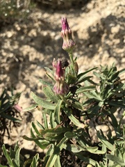 Malacothrix saxatilis saxatilis