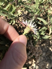 Malacothrix saxatilis saxatilis