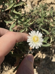 Malacothrix saxatilis saxatilis