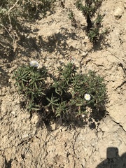 Malacothrix saxatilis saxatilis