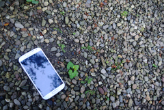 Callitriche terrestris