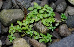 Callitriche terrestris