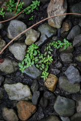 Callitriche terrestris