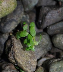 Callitriche terrestris