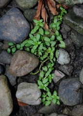 Callitriche terrestris