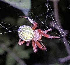Araneus guttatus