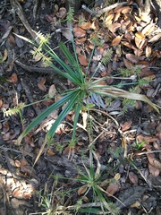 Cyperus meyenianus