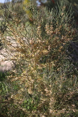 Hakea polyanthema