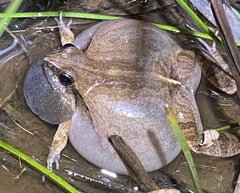 Physalaemus albonotatus